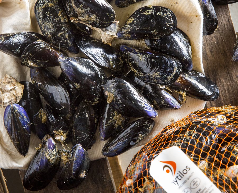 mussels